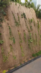 Geotextile fabric retaining wall with intermittent green plants
